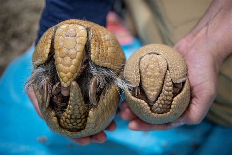 The Enigmatic Behavior of Armored Creatures: Unraveling Humans' Encounters with Aggressive Armadillos