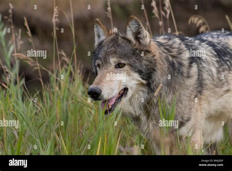 The Enigmatic Behavior of Canis lupus: Revealing The Hidden Lives of the Revered Canids