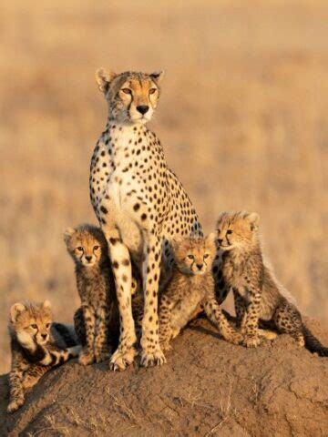 The Enigmatic Creatures: Exploring the Intriguing Universe of Cheetahs