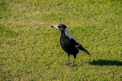 The Enigmatic Nature of Magpies: Unraveling Their Symbolism