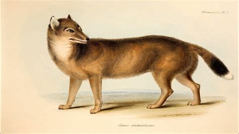 The Enigmatic Origins of an Ancient Canid