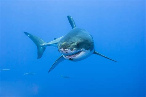 The Enigmatic Phenomenon of Sharks Hovering in Dreams