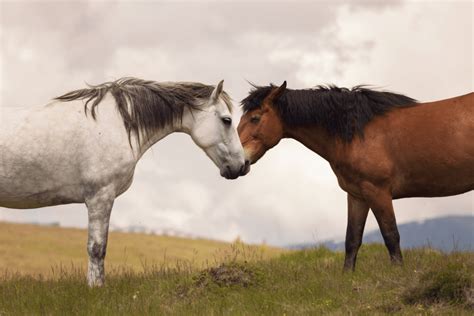 The Enigmatic Power of the Feminine Equine