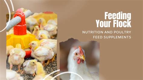 The Enigmatic Psychology Behind Providing Flocks Nourishment