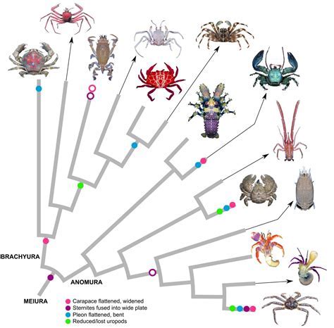 The Enigmatic Secret Enclosed: Unraveling the Veiled Significance of the Mysterious Dark Crustacean