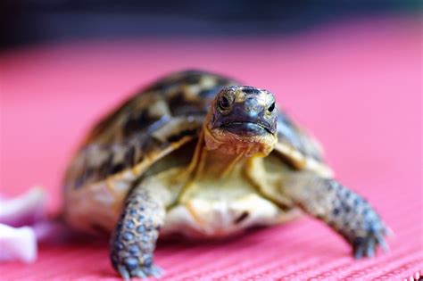 The Enigmatic Significance Behind Dreaming of Devouring a Living Tortoise