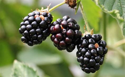 The Enigmatic Significance of the Blackberry Tree in Dreams