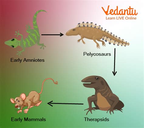 The Evolution of Animal Hues