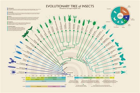 The Evolutionary Purpose of Bioluminescence in Insects