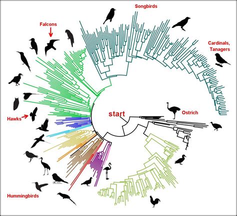 The Evolutionary Significance of Providing Nourishment to Avian Species