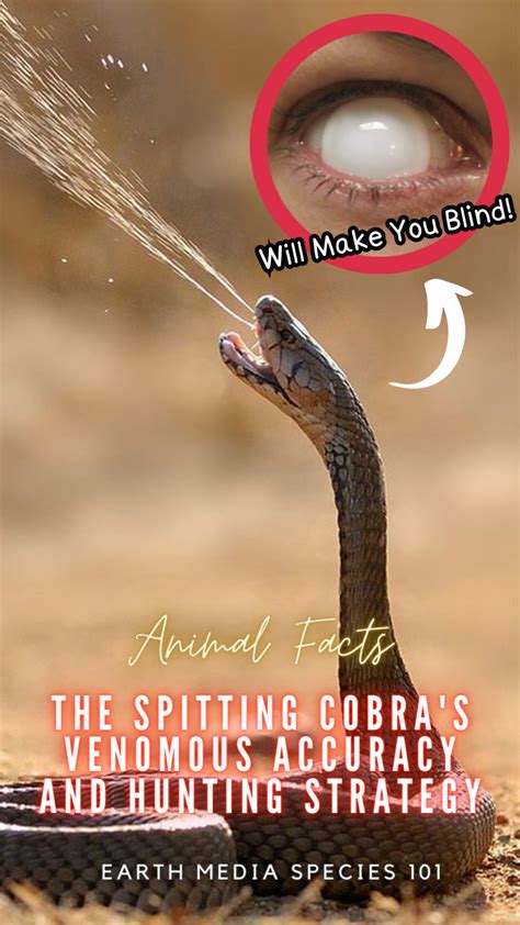 The Exceptional Prey Capture Strategies of the Spitting Cobra