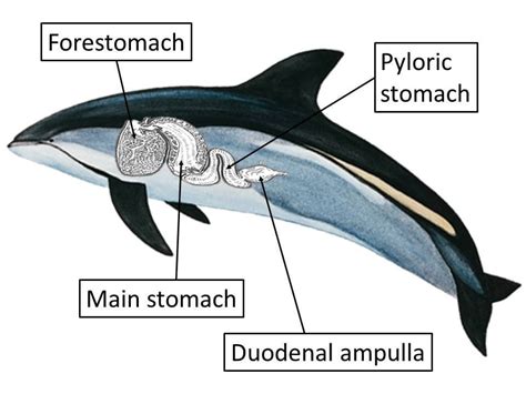 The Extracted Wisdom: The Whale's Digestive System as a Metaphor for Life's Challenges