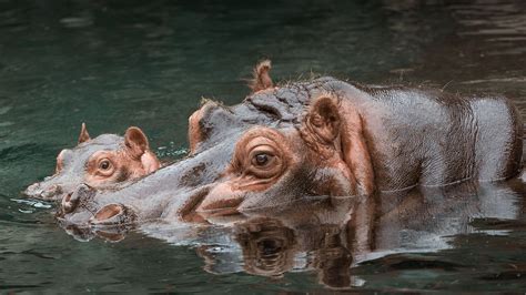 The Extraordinary Encounter: A Hippopotamus in the Aquatic Realm