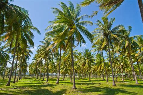 The Exuberant Environment of Coconut Plantations