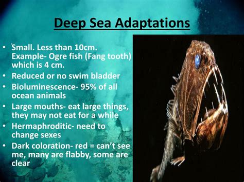 The Fascinating Adaptations of Deep Sea Creatures