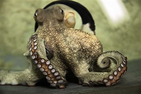 The Fascinating Camouflage Techniques of Octopuses