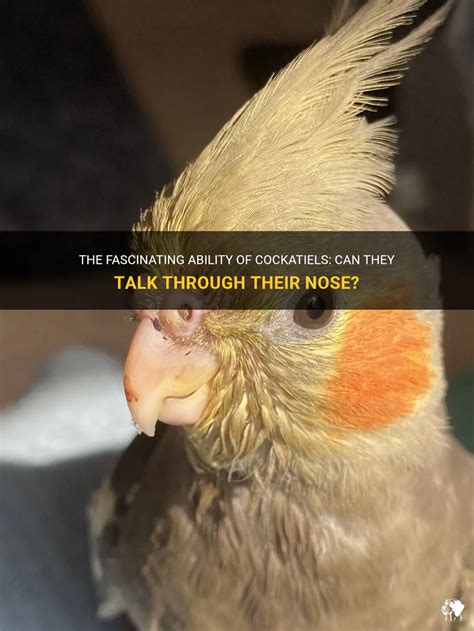 The Fascinating Characteristics of Cockatiels