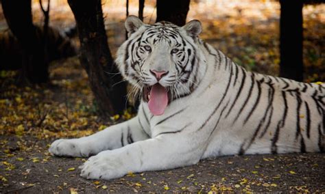 The Fascinating Concept of Innocuous Tigers