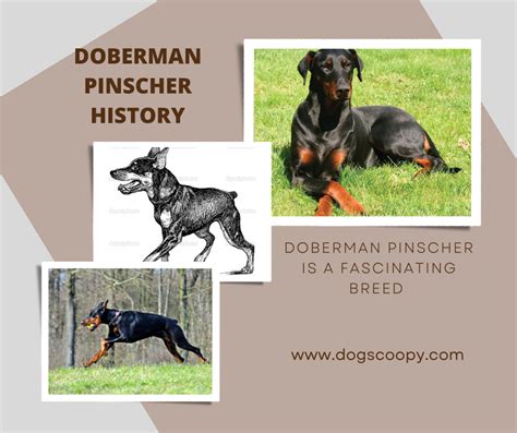 The Fascinating Evolution of Doberman Pinschers: From Companions of Tax Collectors to Elite Police and Courageous War Dogs