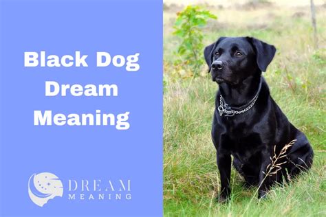 The Fascinating Importance of the Presence of a Black Canine in Dreams