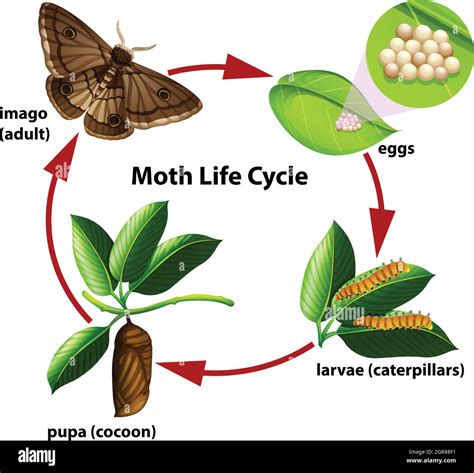 The Fascinating Life Cycle and Behavior of Moths