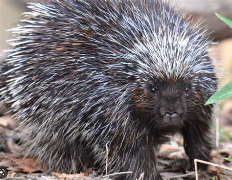 The Fascinating Link between Porcupine and Self-Defense