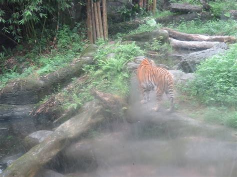 The Fascinating Presence of a Tiger Enclosure in Your Vision