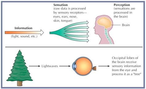 The Fascinating Psychology Behind Enclosed Vision