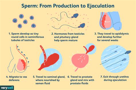 The Fascinating Significance of Masculine Semen in Oneiric Experiences