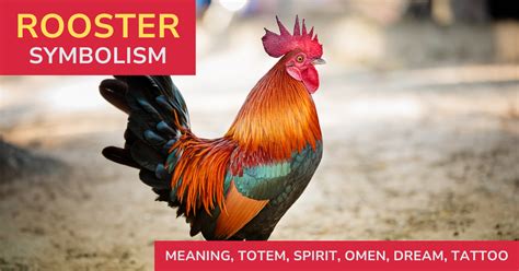 The Fascinating Symbolism of a Rooster Pursuing You in Dreams