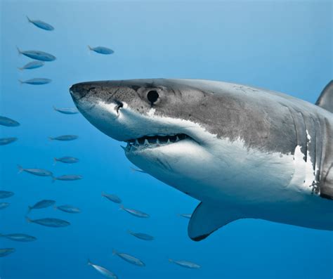 The Fascinating Symbolism of the Shark's Teeth in Dreams