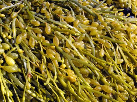 The Fascinating Variety of Seaweed Species