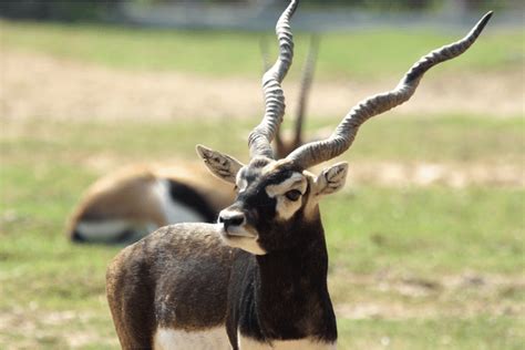 The Fascinating Wildlife that Inhabits the Majestic Steps