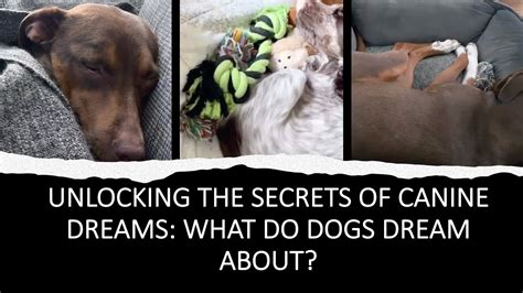 The Fascinating World of Canine Dreams: Are All Dogs Immerse in the Same Fantasies?