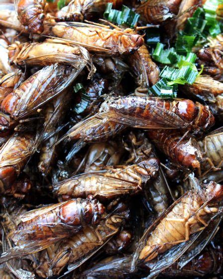 The Fascinating World of Edible Insects