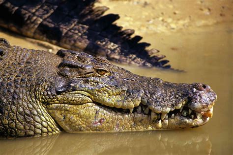 The Fascination of Crocodiles: A Powerful Predator Up Close