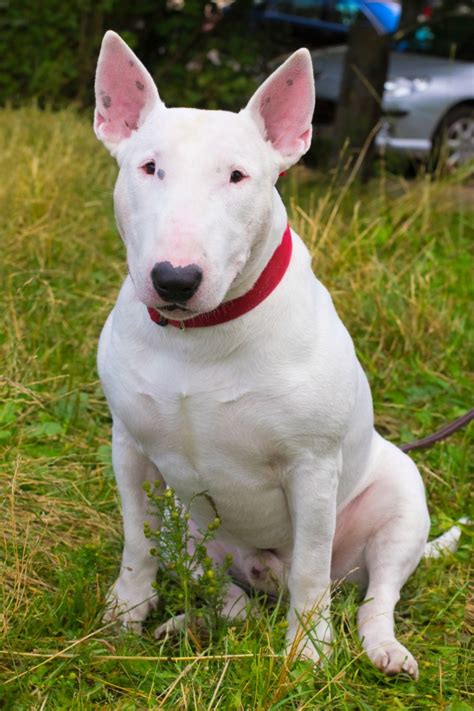 The Fascination of a Snowy Bull Terrier: Fulfilling a Longed-For Aspiration