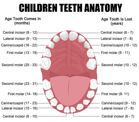 The Favorable Meanings of Fantasizing About a Mouth Full of Teeth