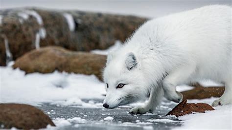 The Financial Burden of Owning an Arctic Predator