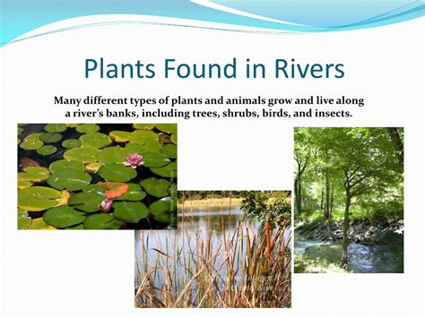 The Flora and Fauna of Rivers: An Enigmatic Ecosystem