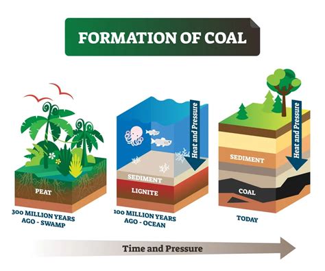 The Formation Process of Coal: Nature's Ancient Treasure