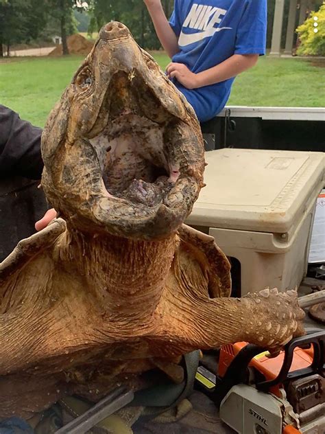 The Formidable Alligator Snapping Turtle: An Ancient Survivor