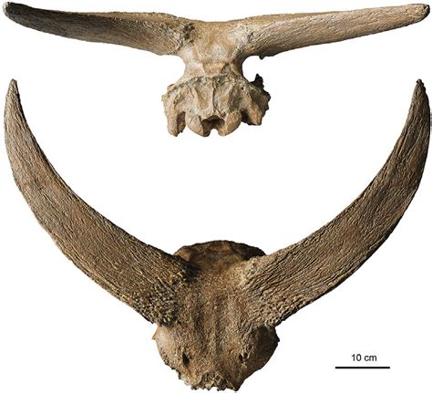 The Fragmented Cranium: An Intricate Symbol of Cognition and Individuality