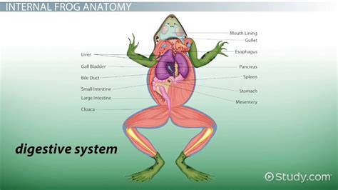 The Frog and its Connection to Water and Emotional States