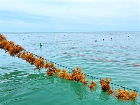 The Future of Seaweed Farming: A Sustainable Solution