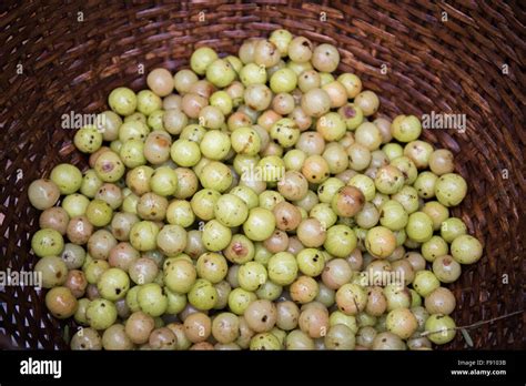 The Gooseberry: A Well-Kept Secret of the Fruit World