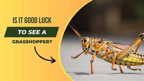 The Grasshopper Dream as an Omen: Ancient Beliefs and Superstitions