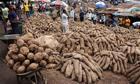 The Growing Demand for Yam in Global Markets