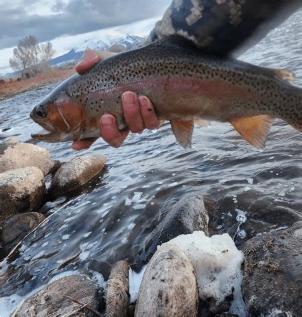 The Habitat and Behavior of Rainbow Trout