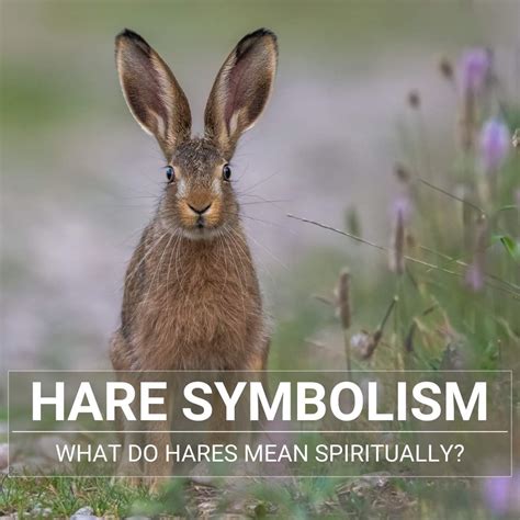 The Hare's Spiritual Symbolism: Implications for Today's Seekers